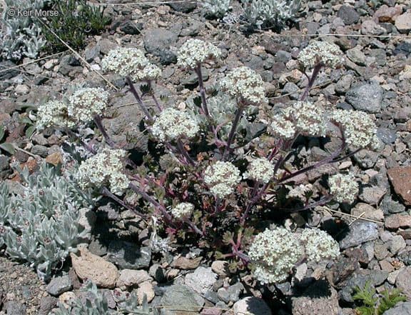 Ipomopsis congesta 7