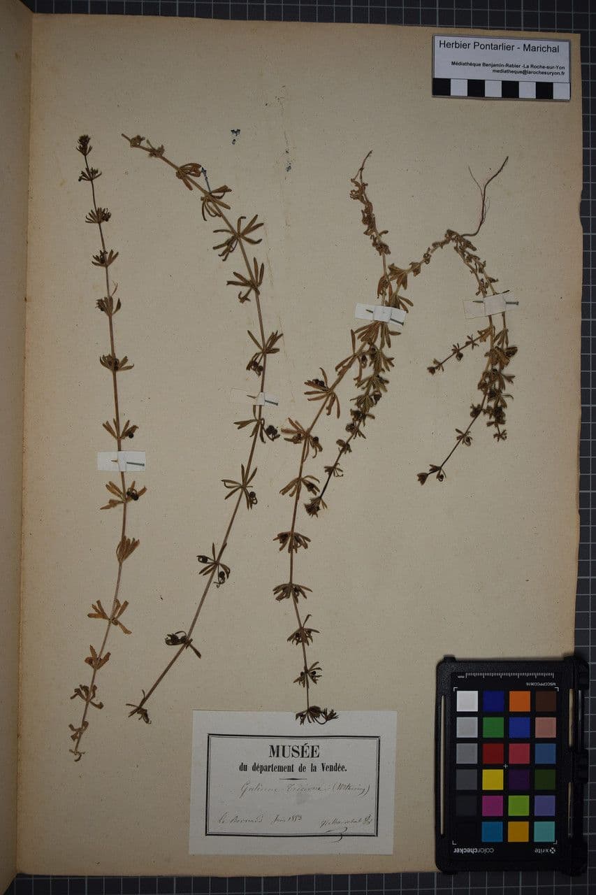 Corn-cleavers 30