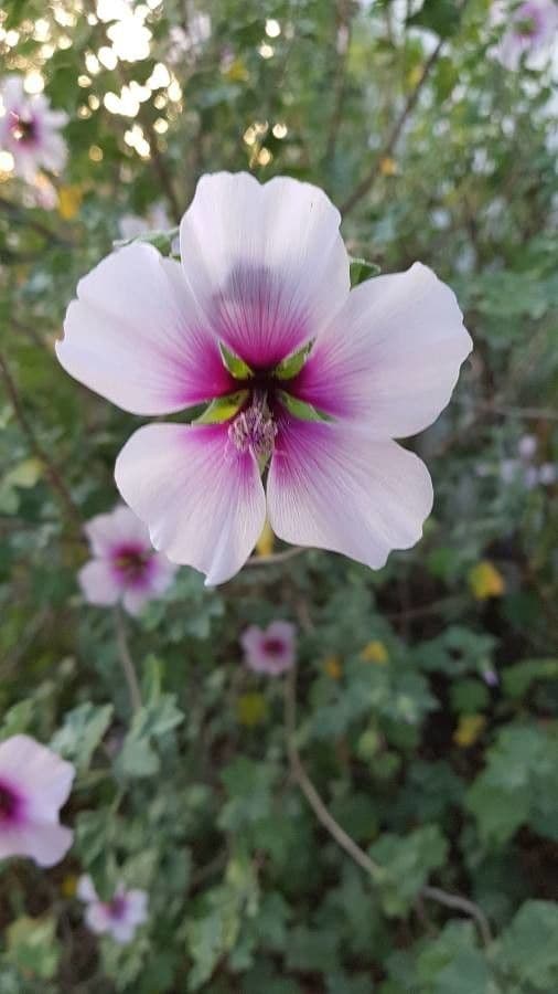 Malva subovata 8