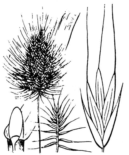 Igel-Kammgras 27