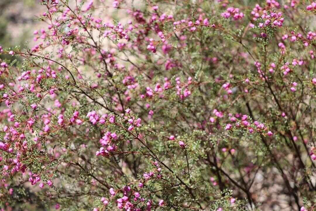 Boronia microphylla