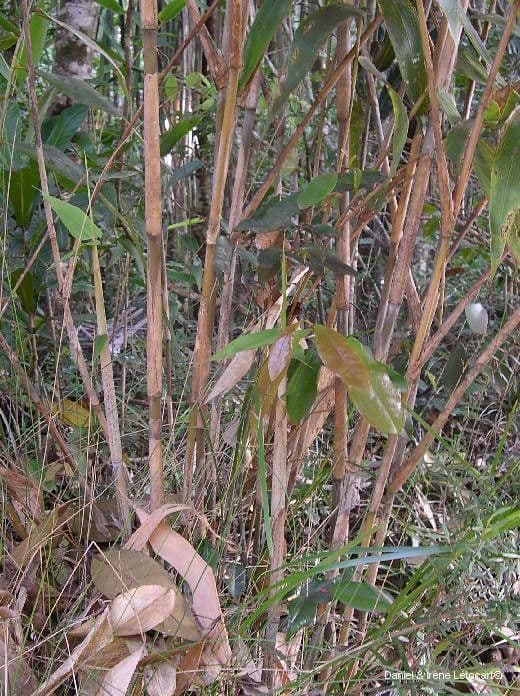 Greslania 4