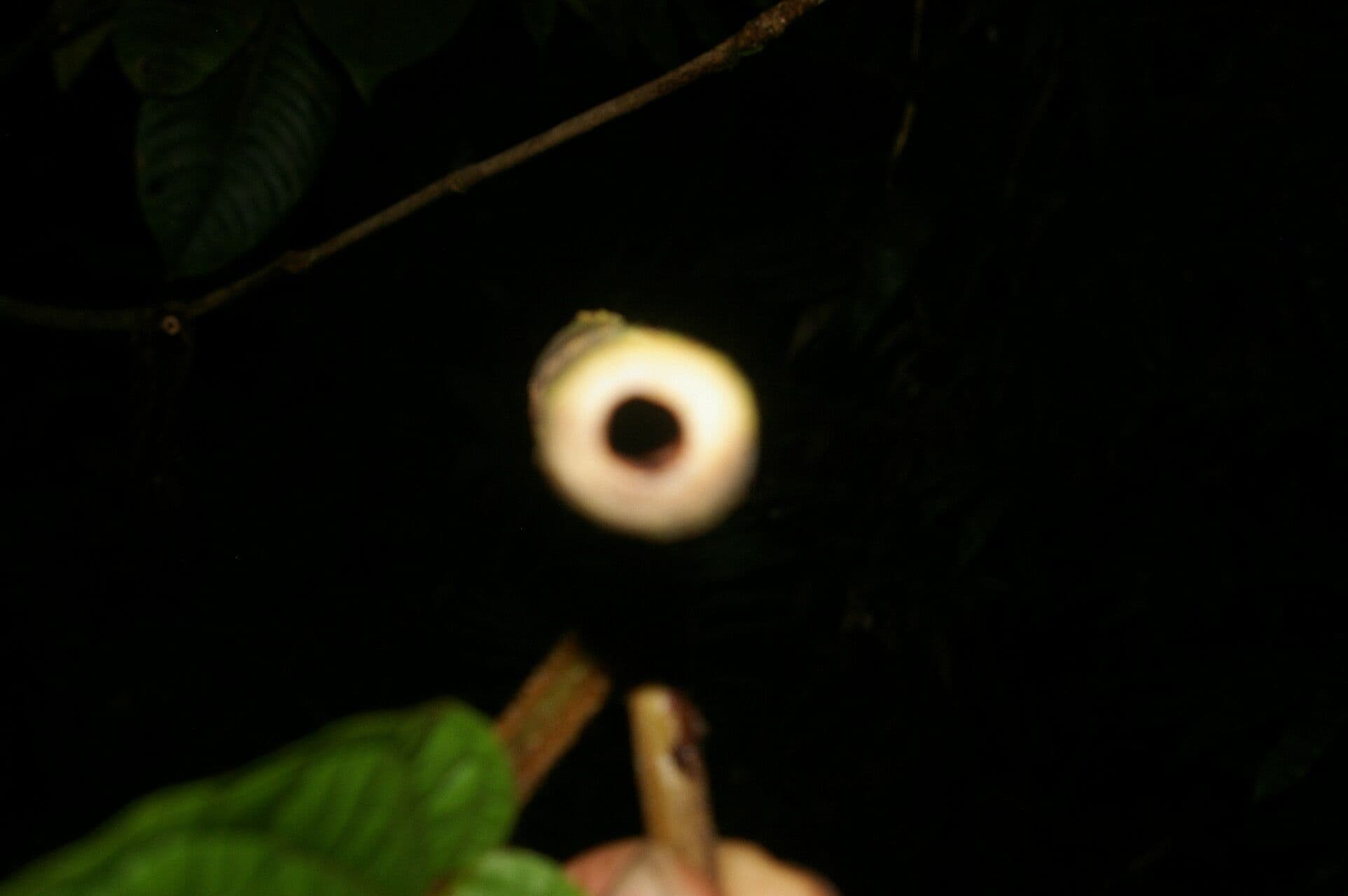 Coccoloba