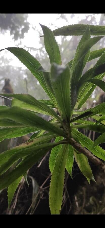 Heterochaenia borbonica 2