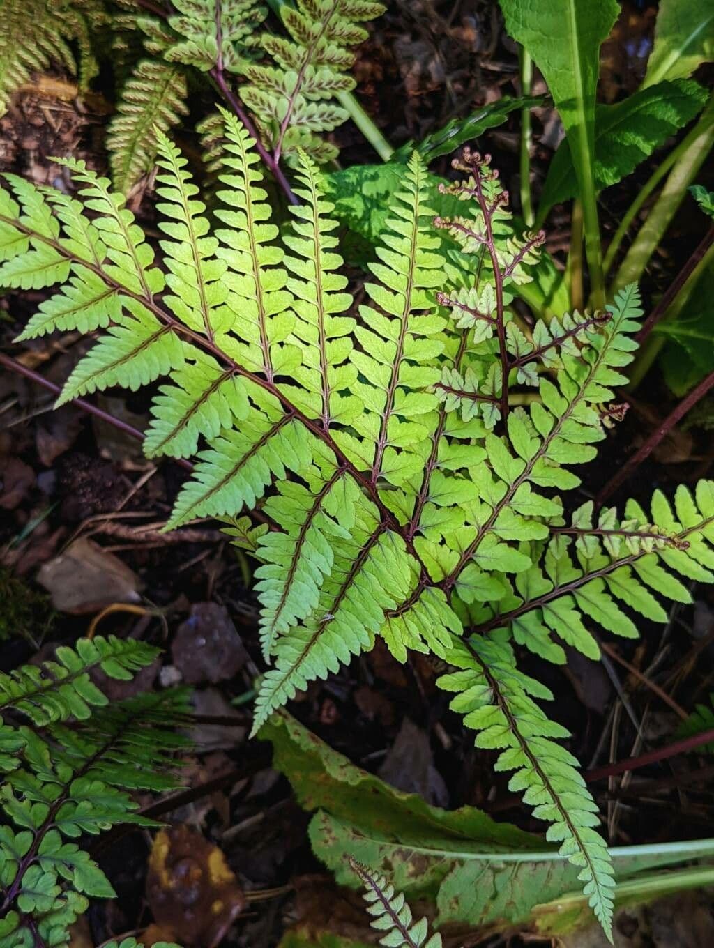 Athyrium 6