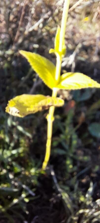 Sideritis hyssopifolia 20