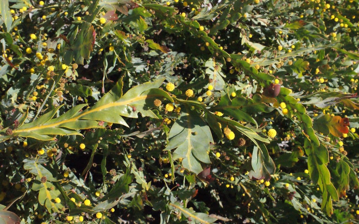 Acacia glaucoptera 18