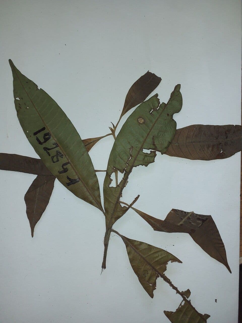 Ecclinusa 4