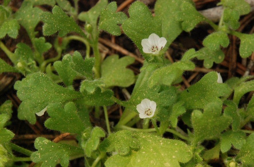 Nemophila 7