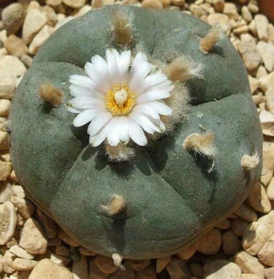 Peyote 16