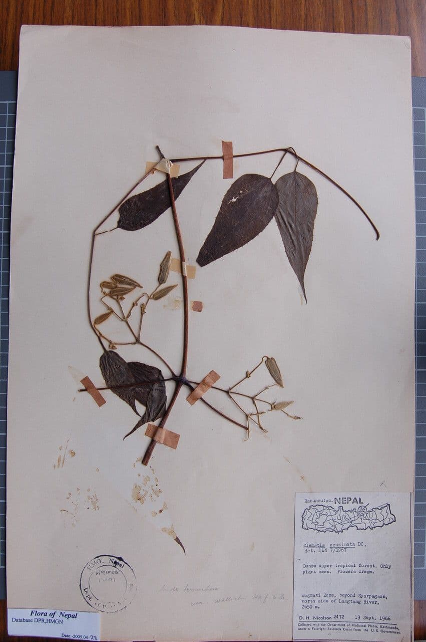 Clematis 2