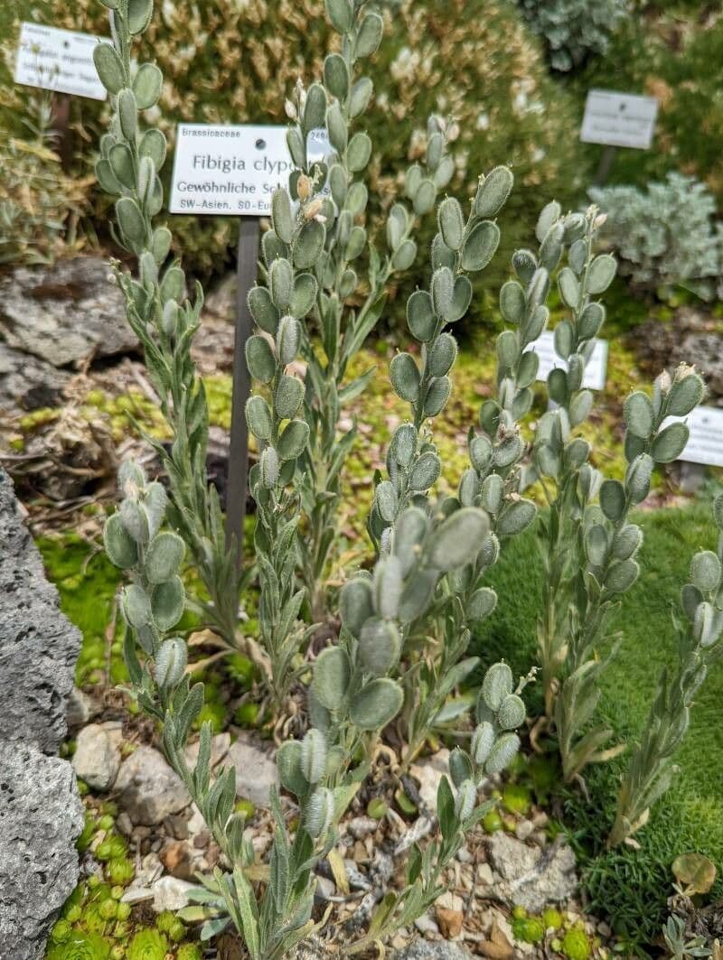 Fibigia clypeata 14