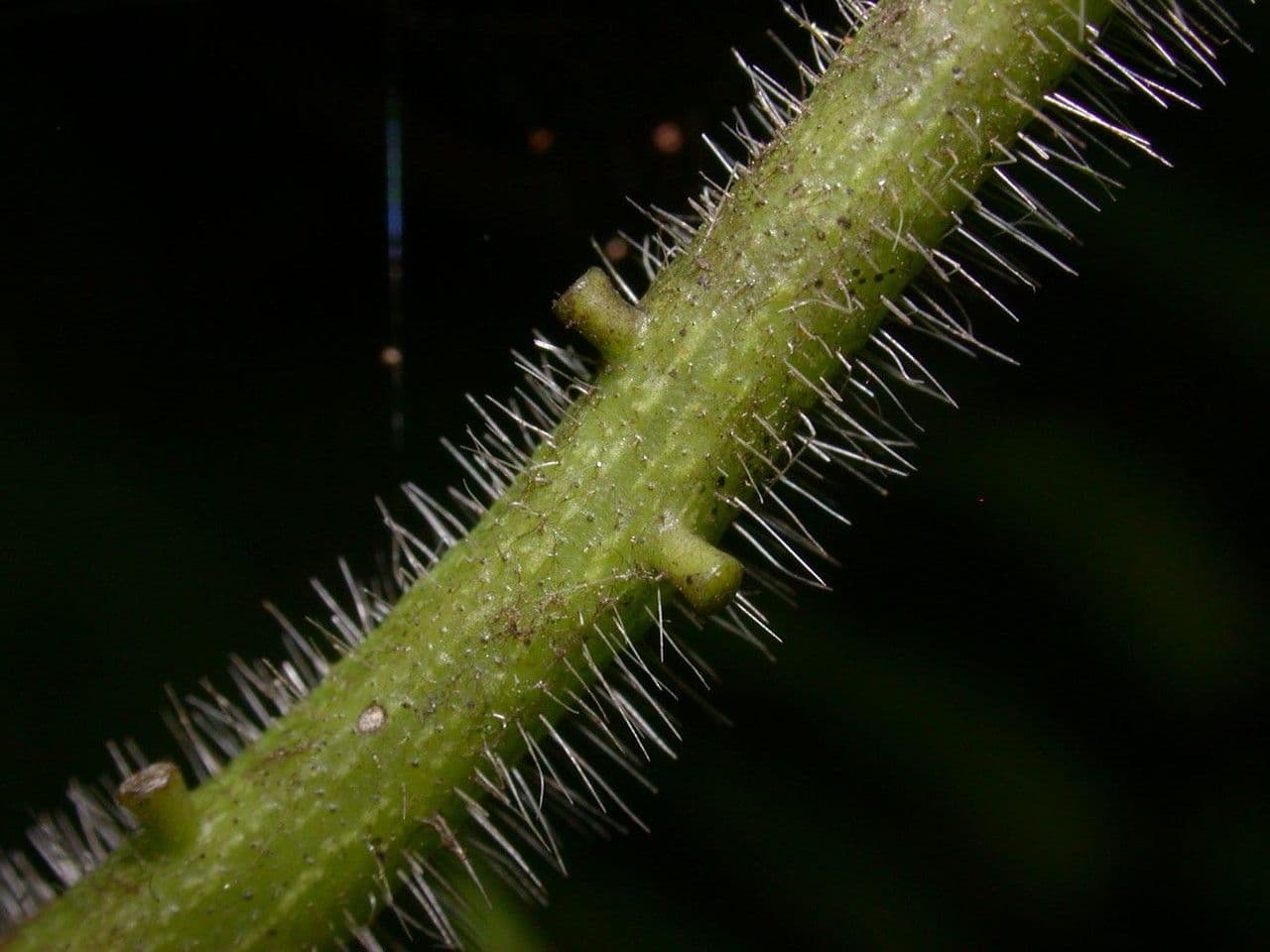 Passiflora 16