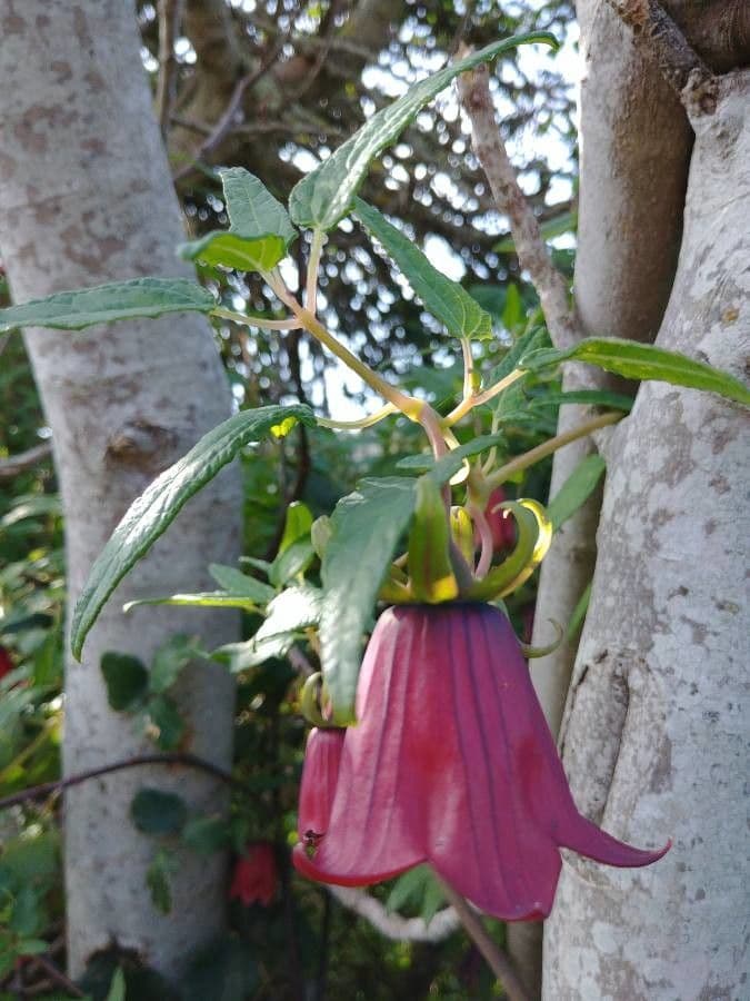 Canary bellflower 7