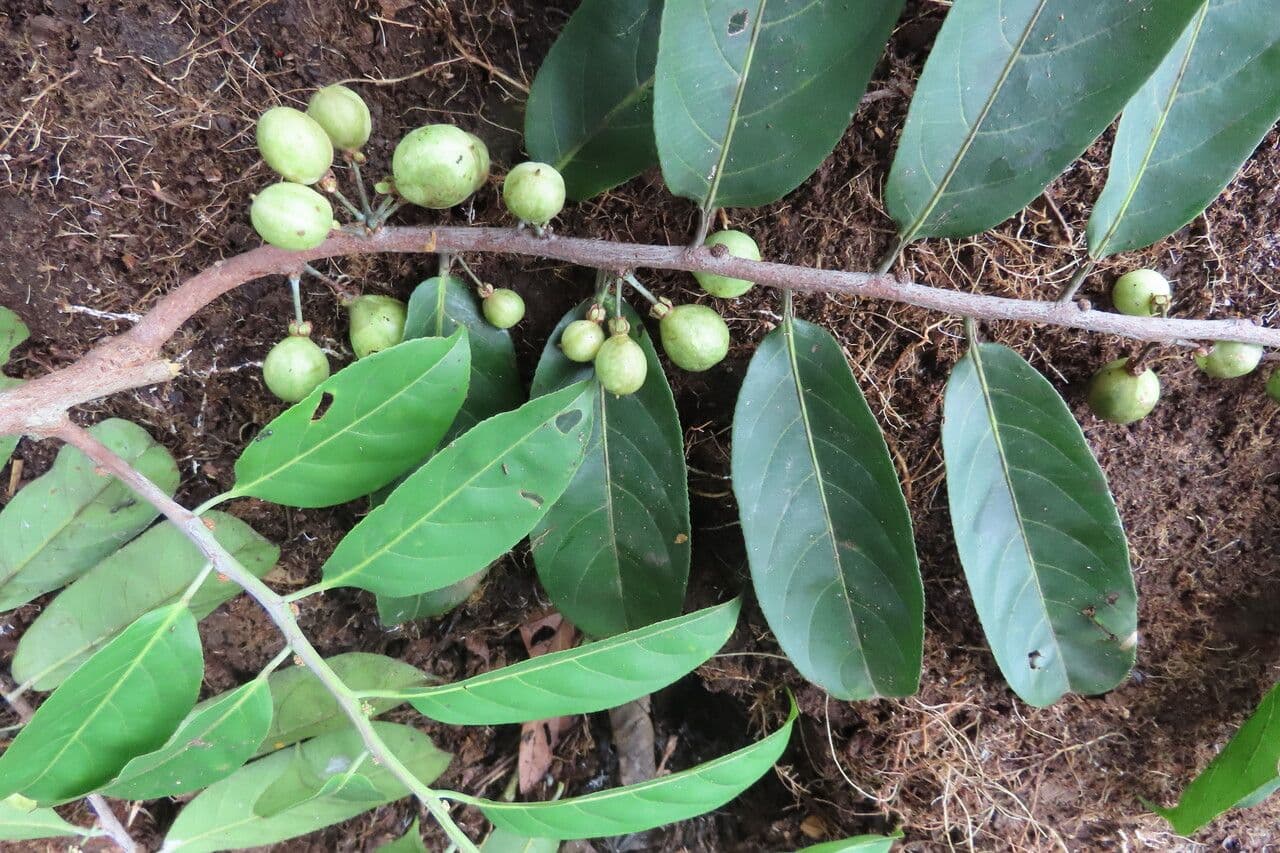 Laetia alta 13
