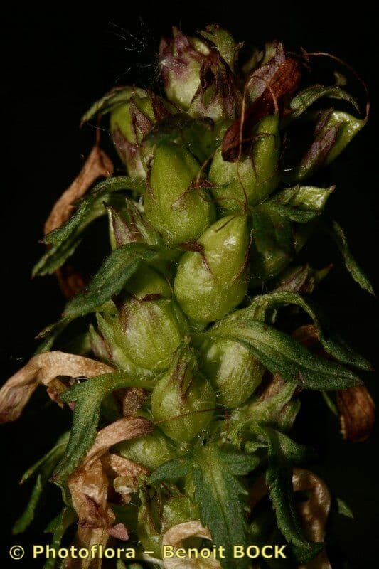 Pedicularis senza becco