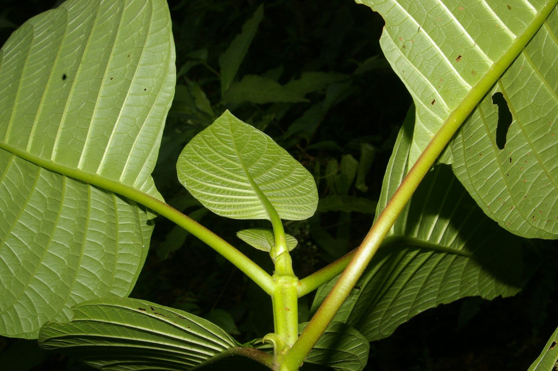 Chinarindenbaum 8