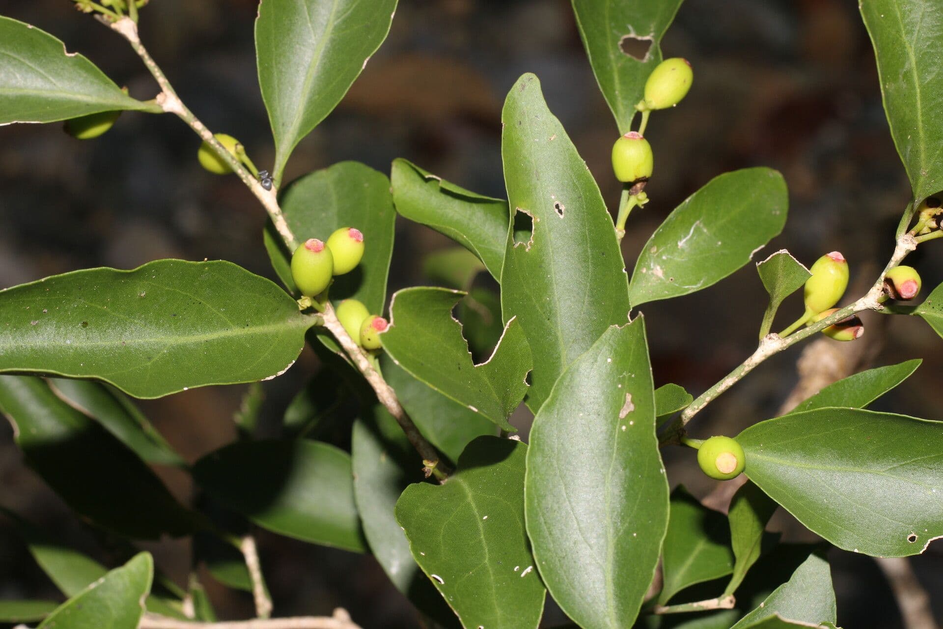 Schoepfia di Schreber 3