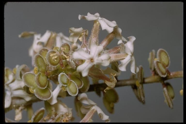 Dithyrea californica 7