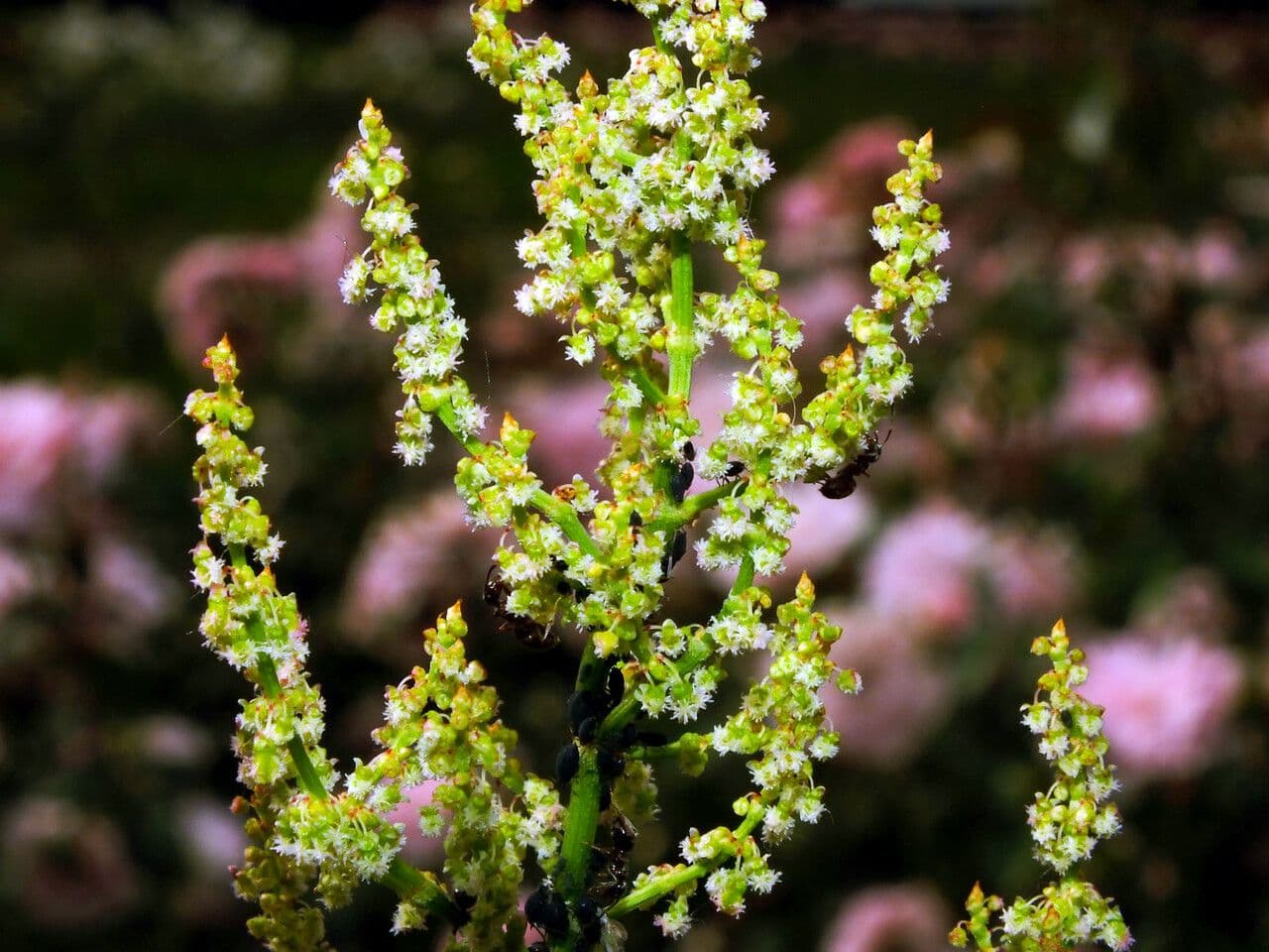 Chénopode polysperme 9