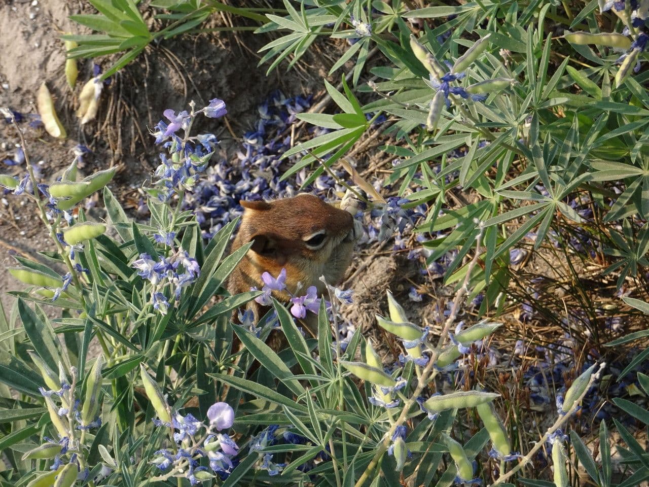 Breitblättrige Lupine 3