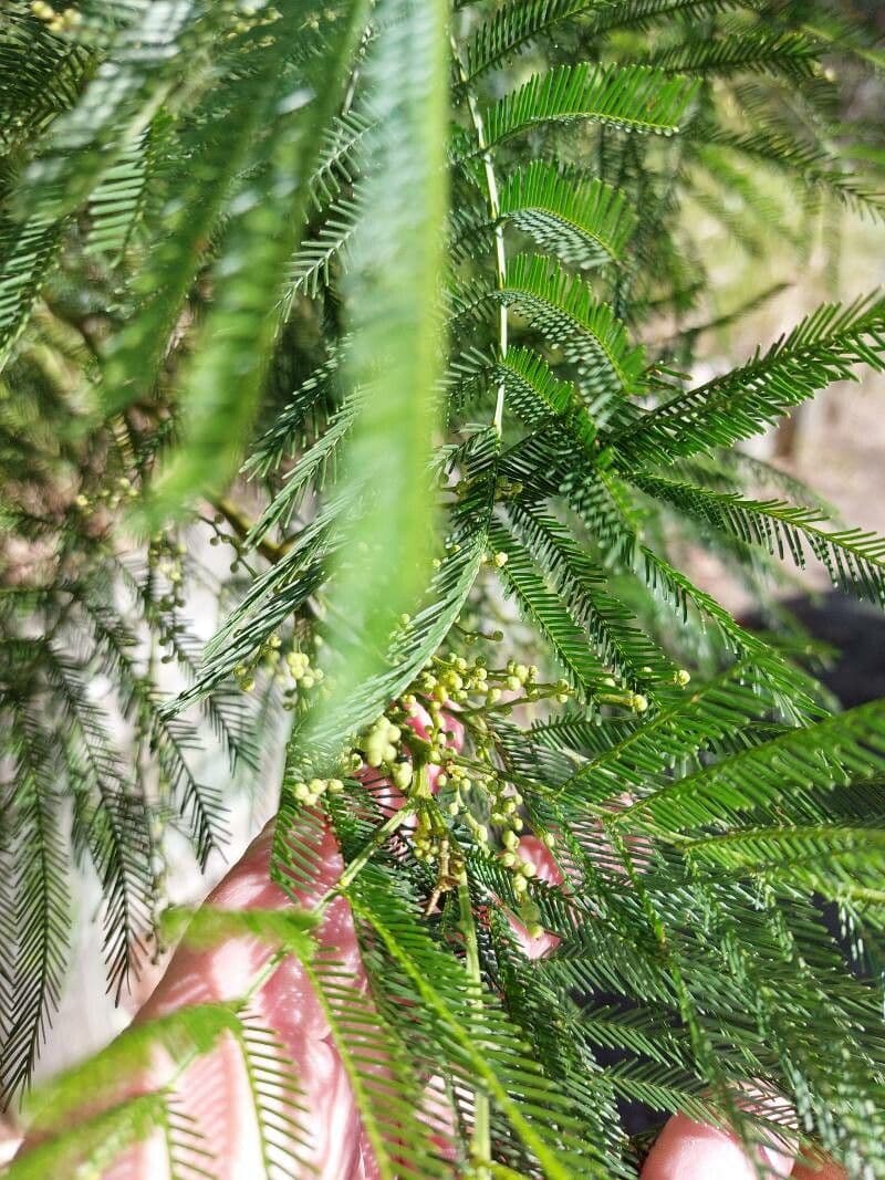 Grüne Wattle 11