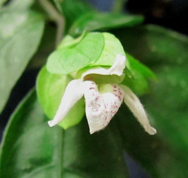 Herpetacanthus 5