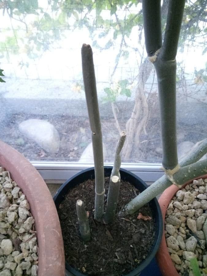 Ceropegia 23