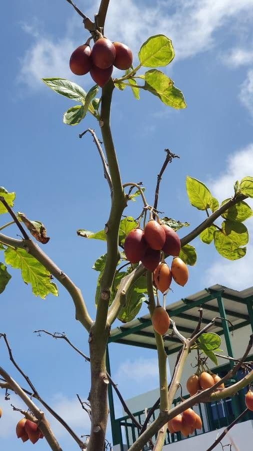 Baumtomate 27