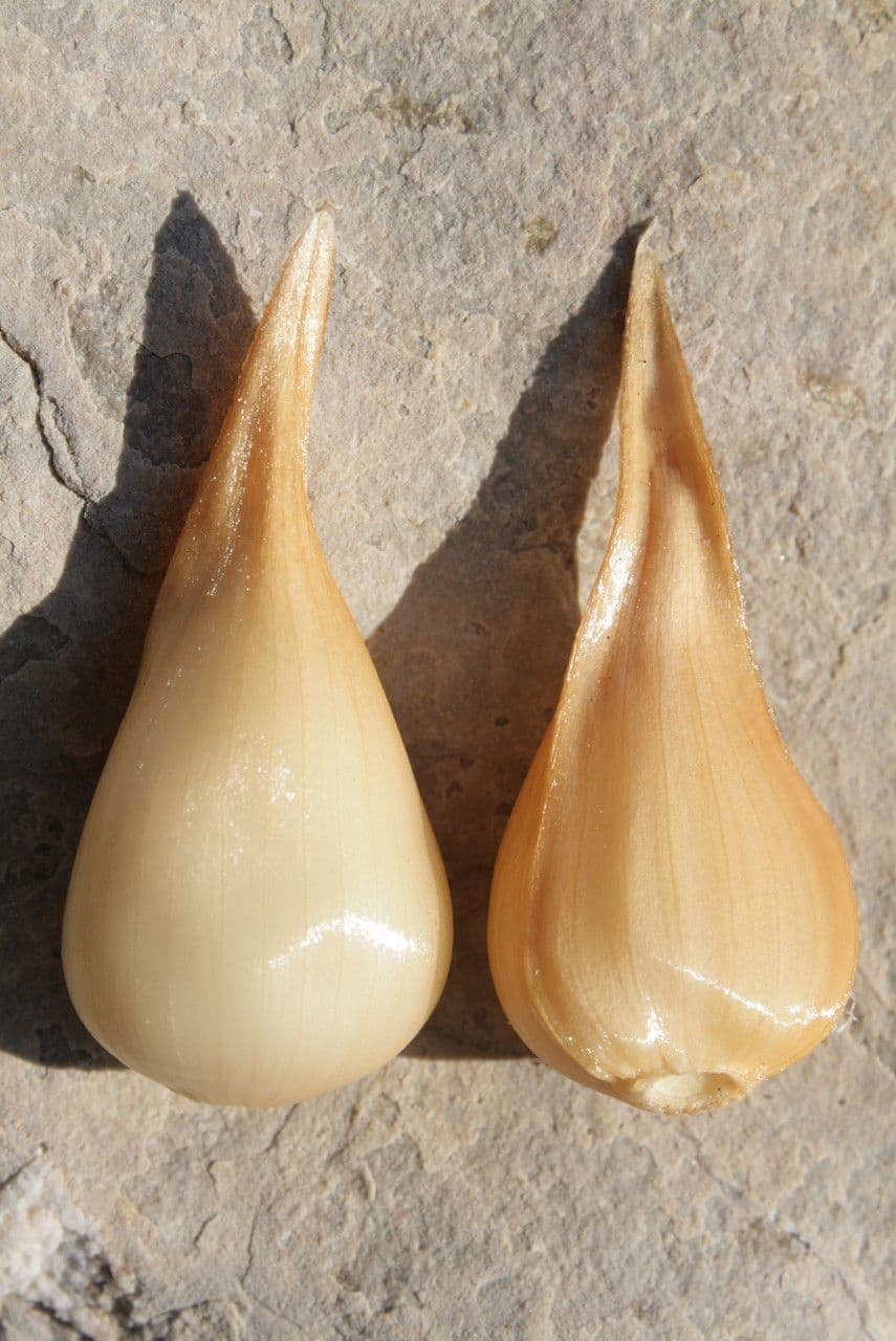 Aglio marino 12