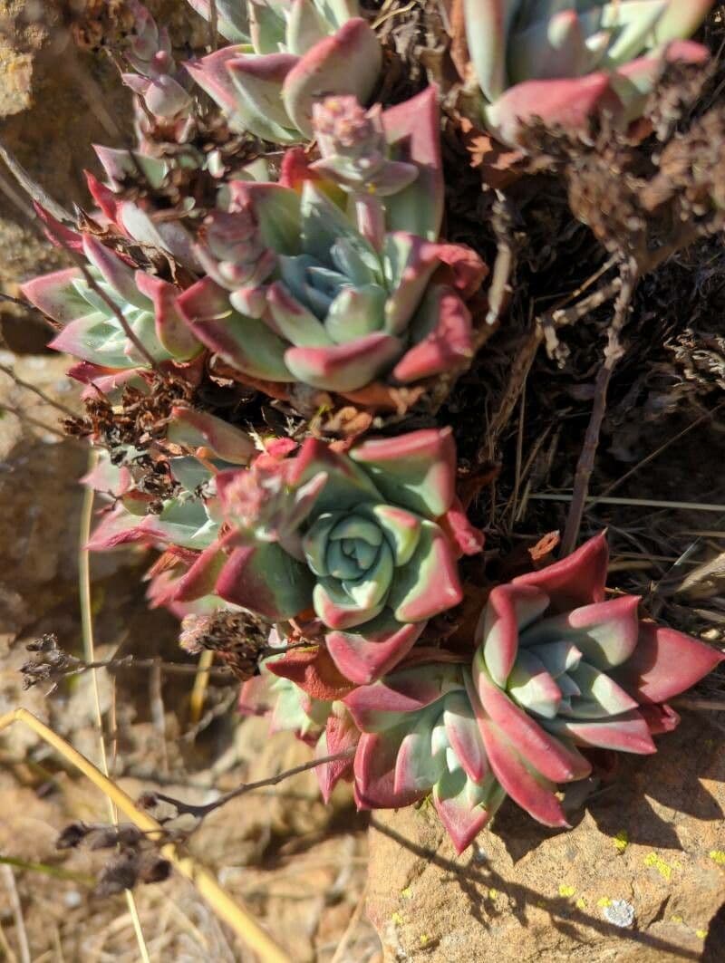 Dudleya mączysta 2