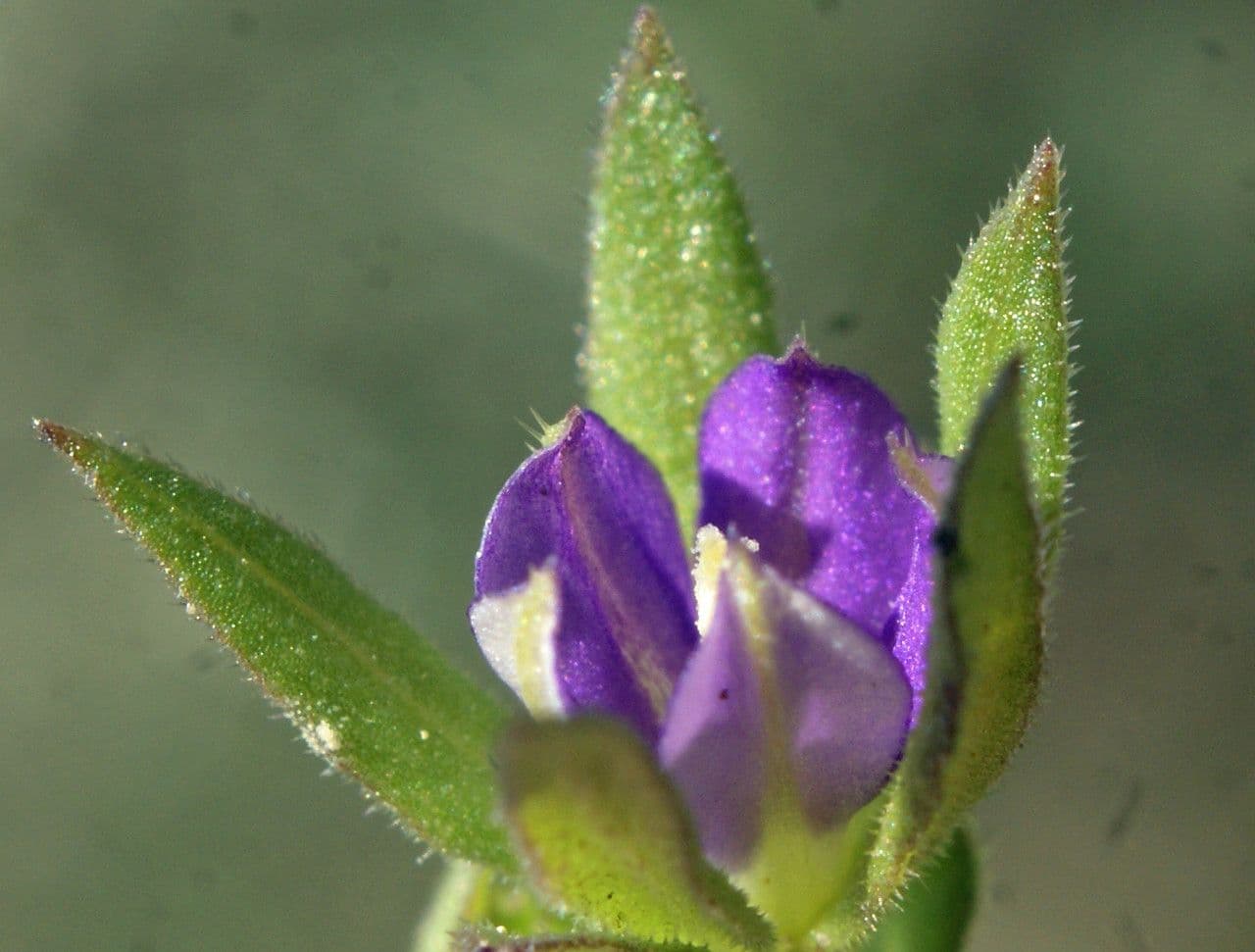 Legousia hybrida 5
