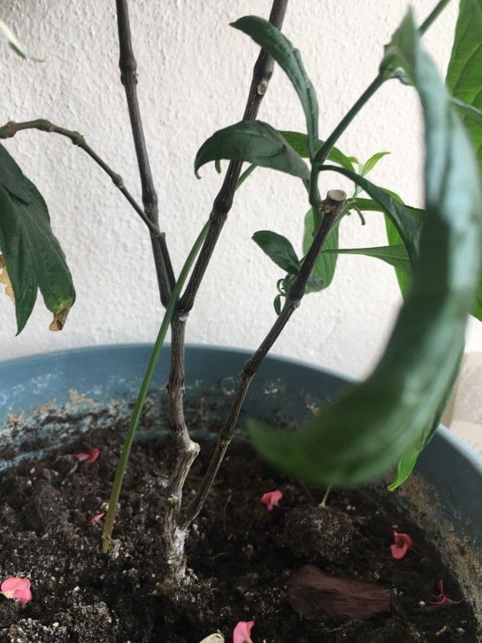 Pachystachys 18