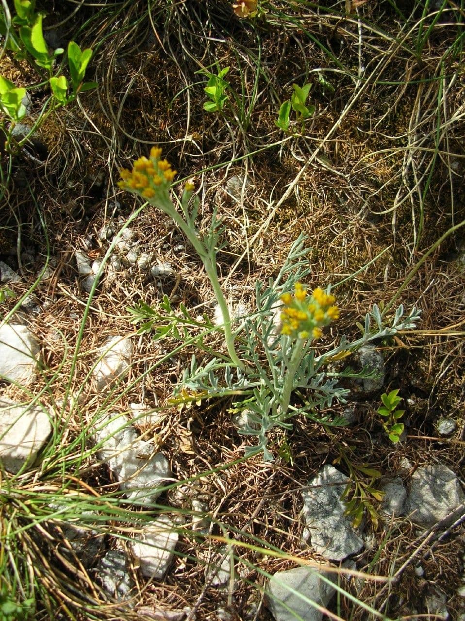 Senecio grigio 10