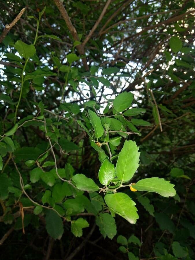 Celtis 14