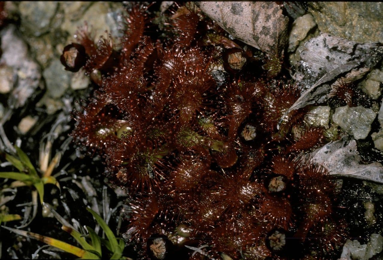 Drosera 5