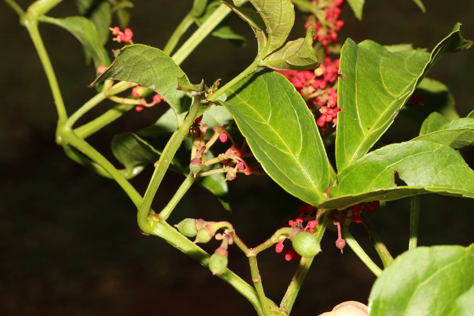 Cissus alato 3