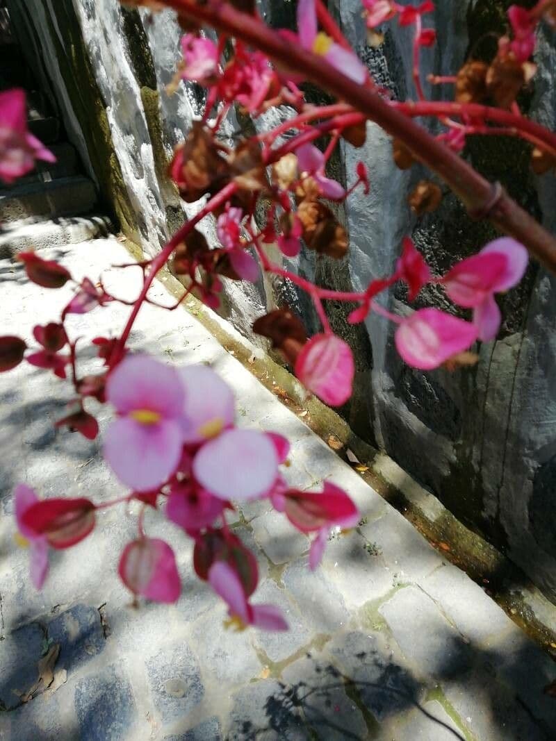 Begonia