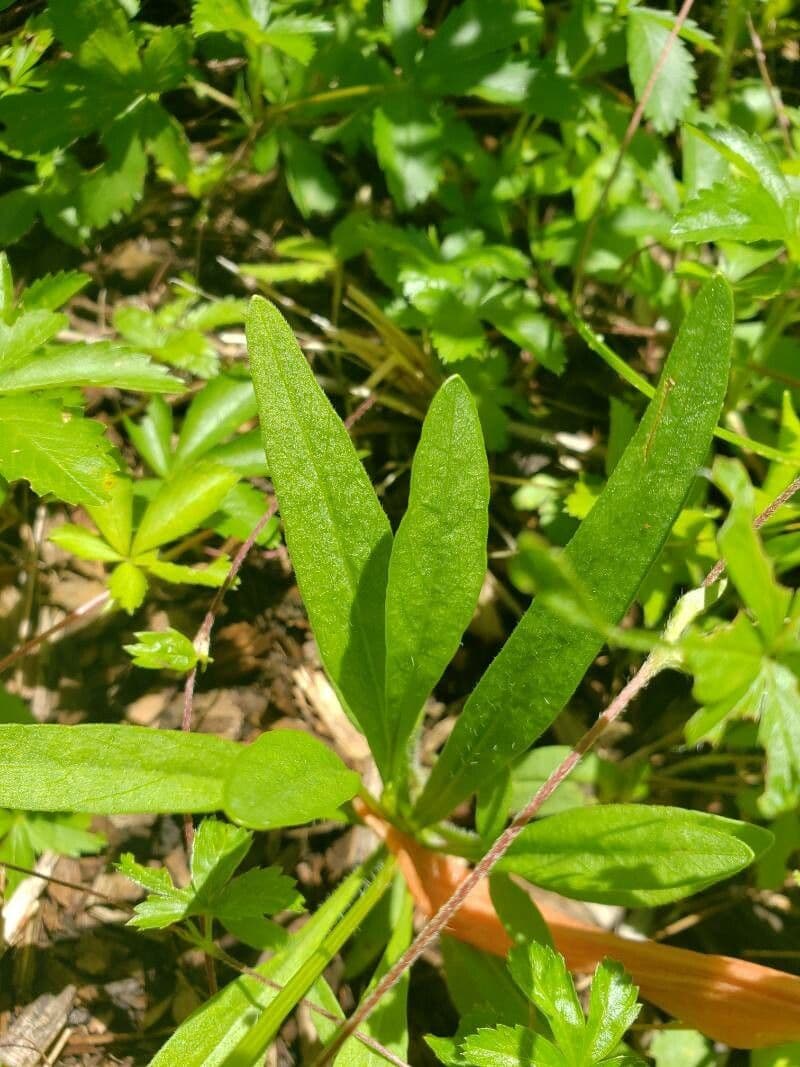 Ruprechtia uchatá 13
