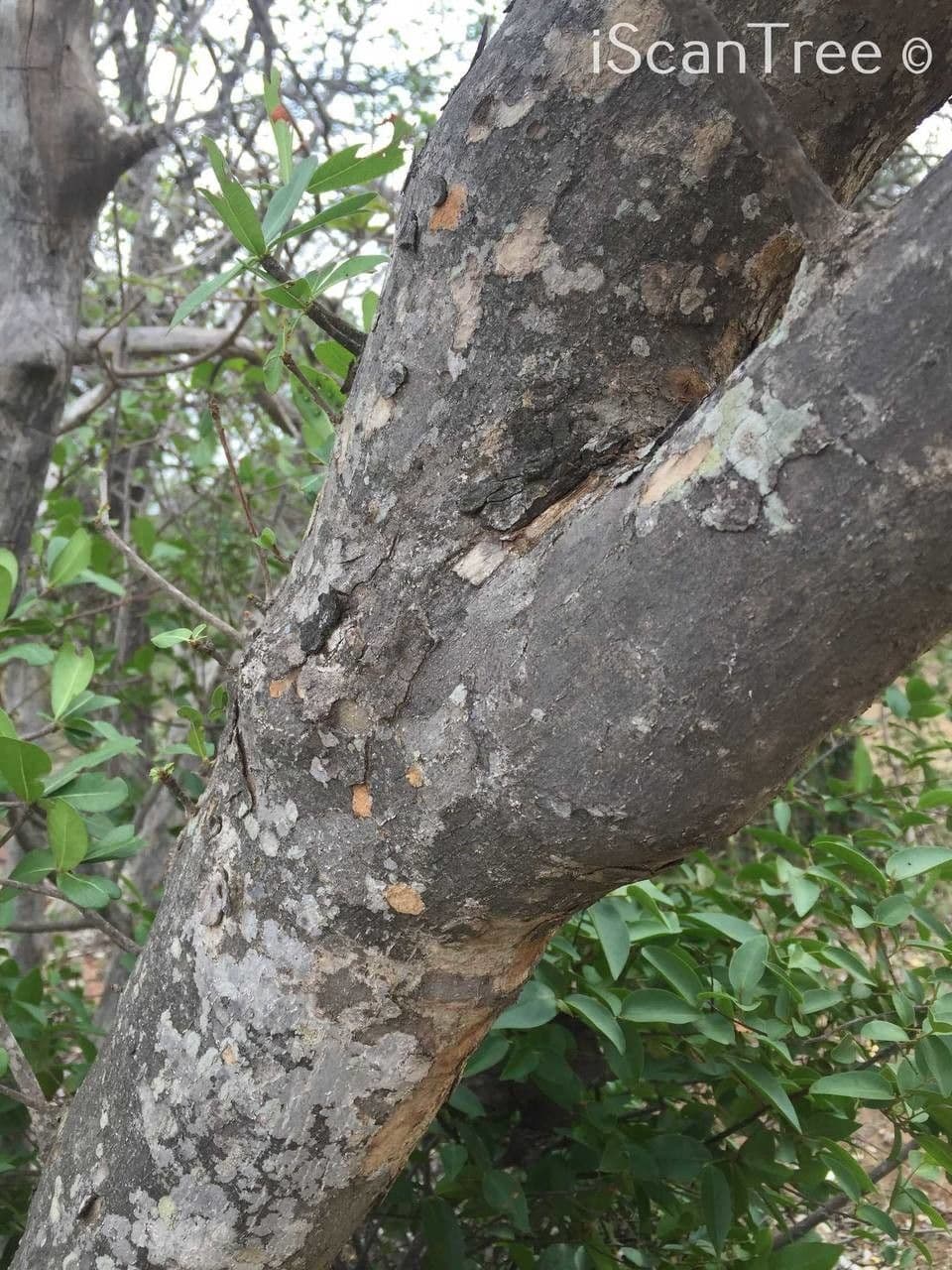Manilkara 18