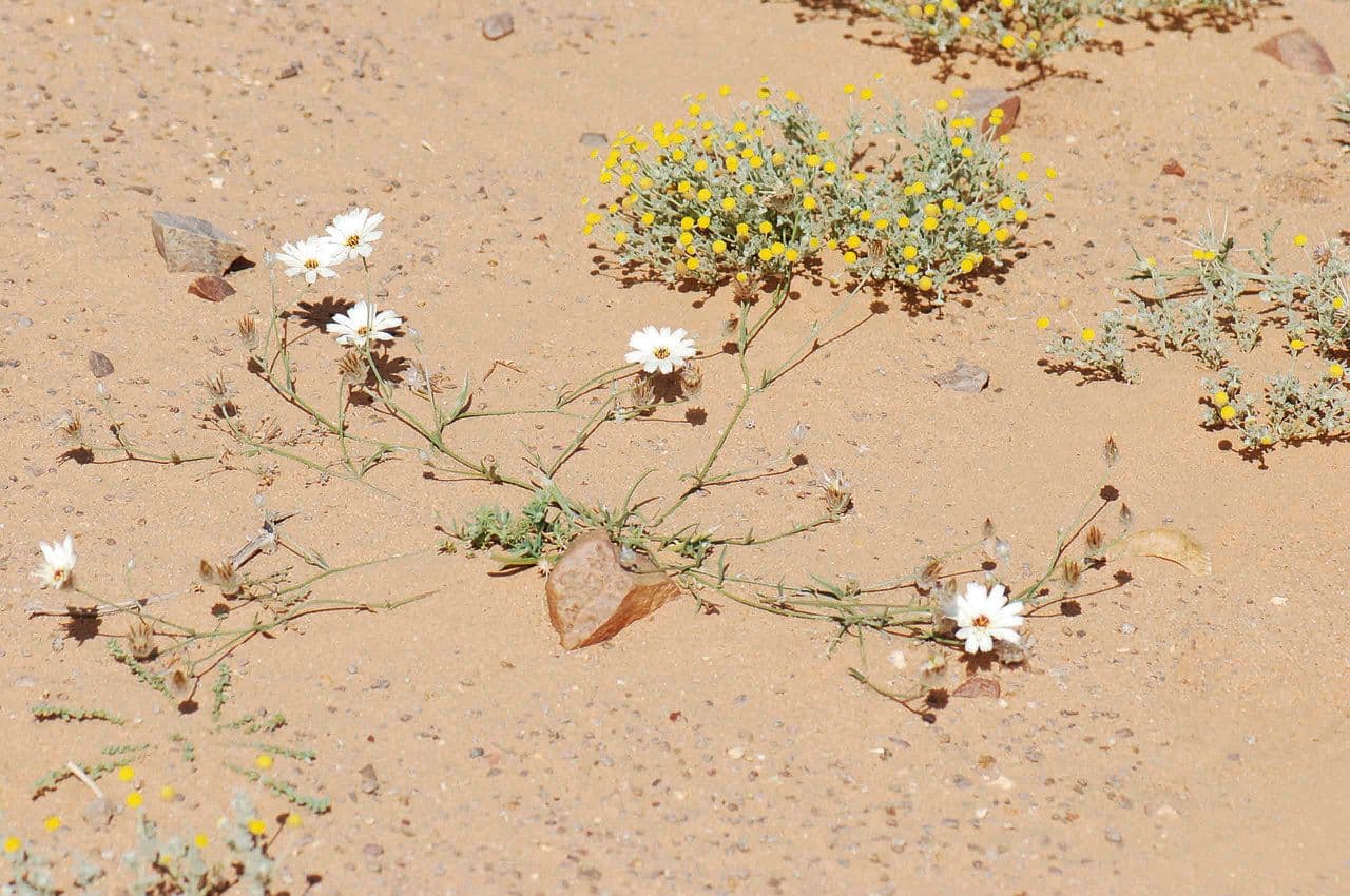 Catananche 6