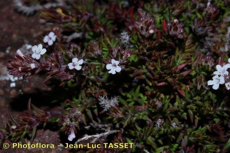 Micromeria