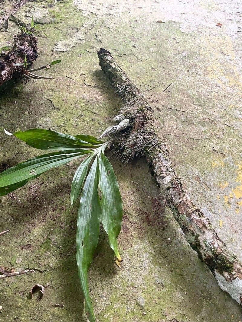 Catasetum maculato 25