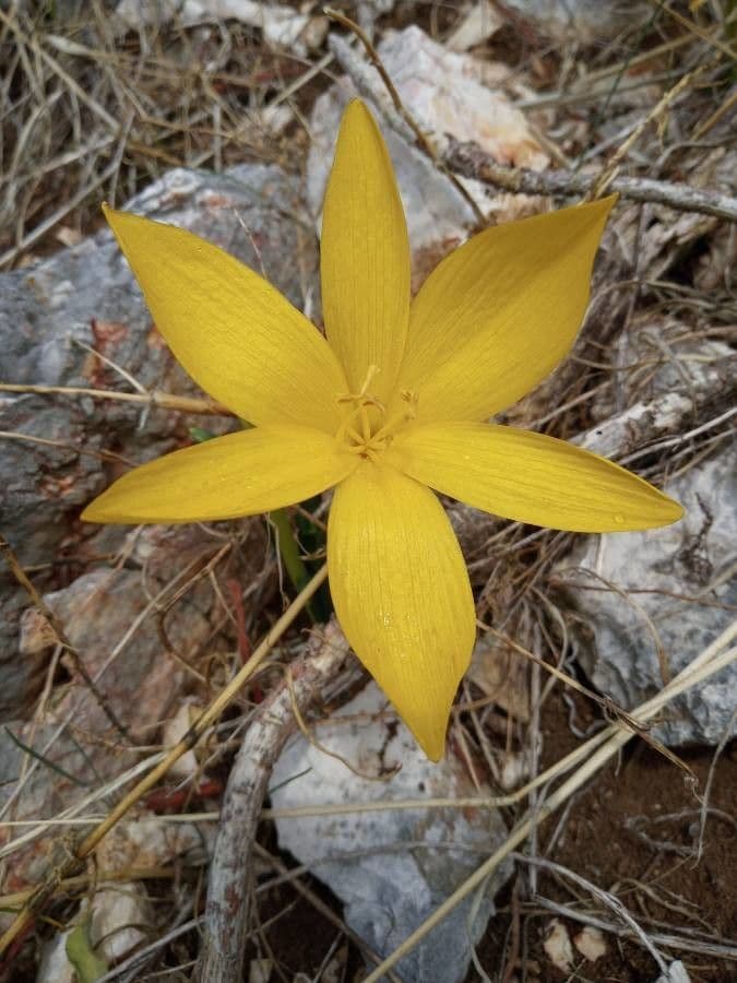 Sternbergia 5