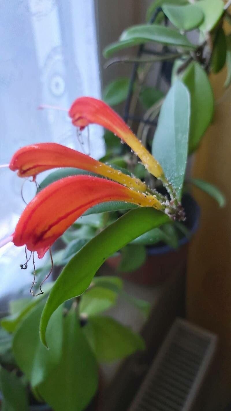 Columnea 2
