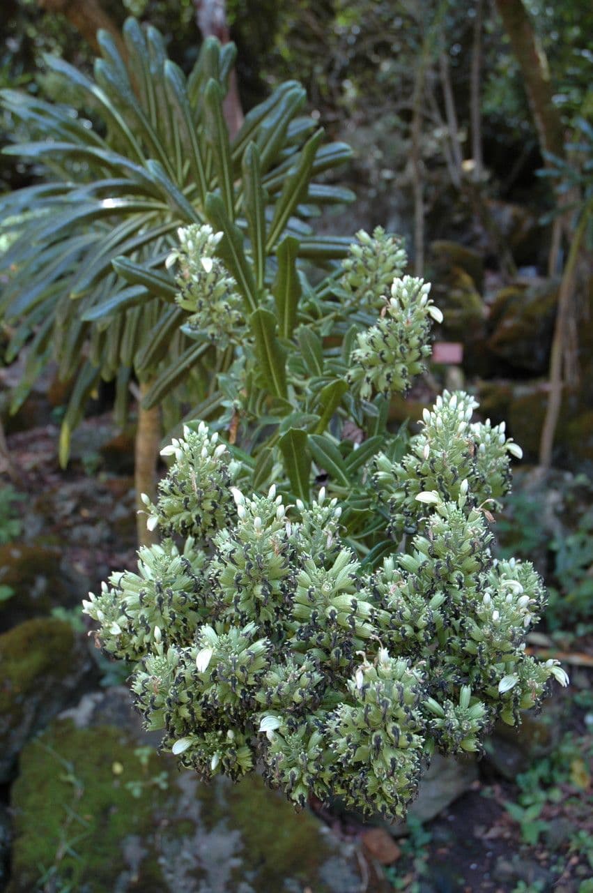 Lobelia
