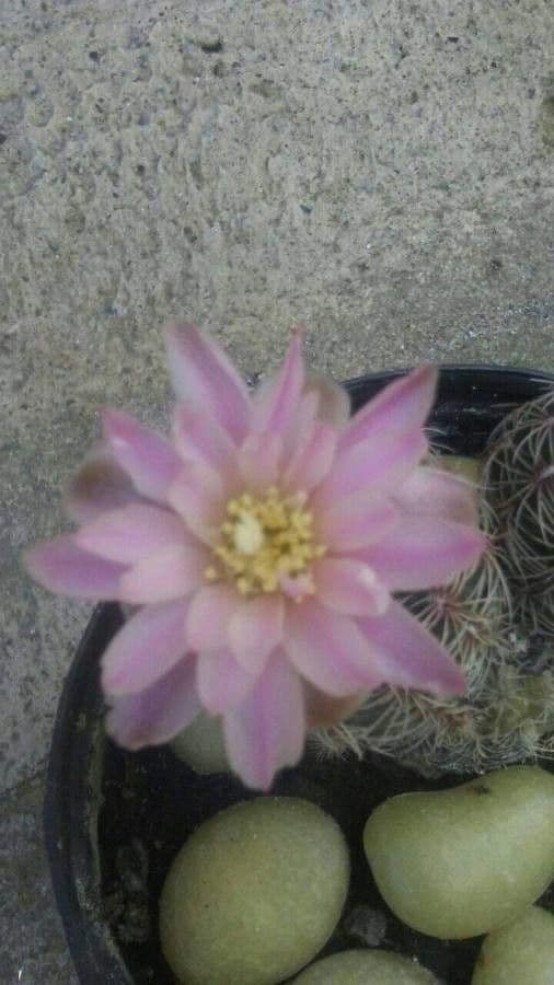Gymnocalycium 3