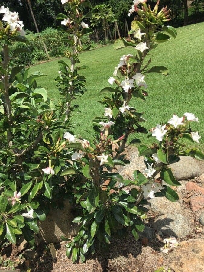 Pachypodium 8