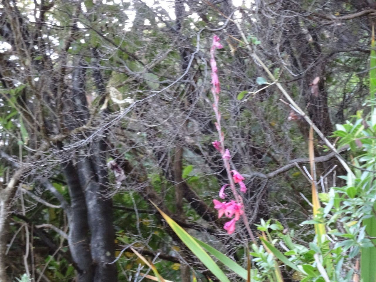 Watsonia meriana 12