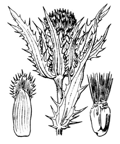 Blaue Distel 22